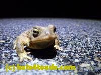 /home//u458753944/public_html/sourcegallery///Roxborough Toad Detour/2022/2022-03-07/P3070834.JPG